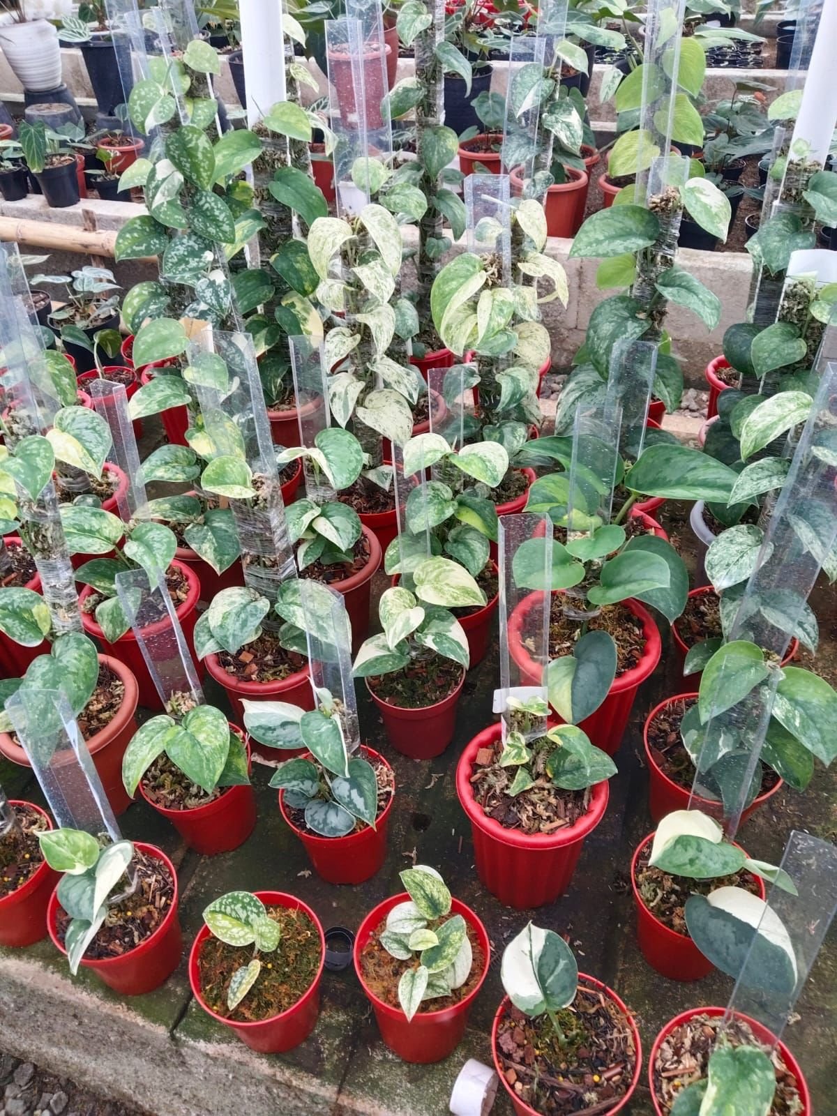 Berbagai macam scindapsus varigata